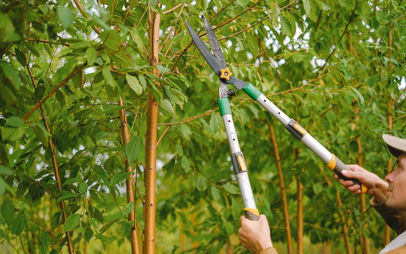 Tree trimming in Anasco, PR